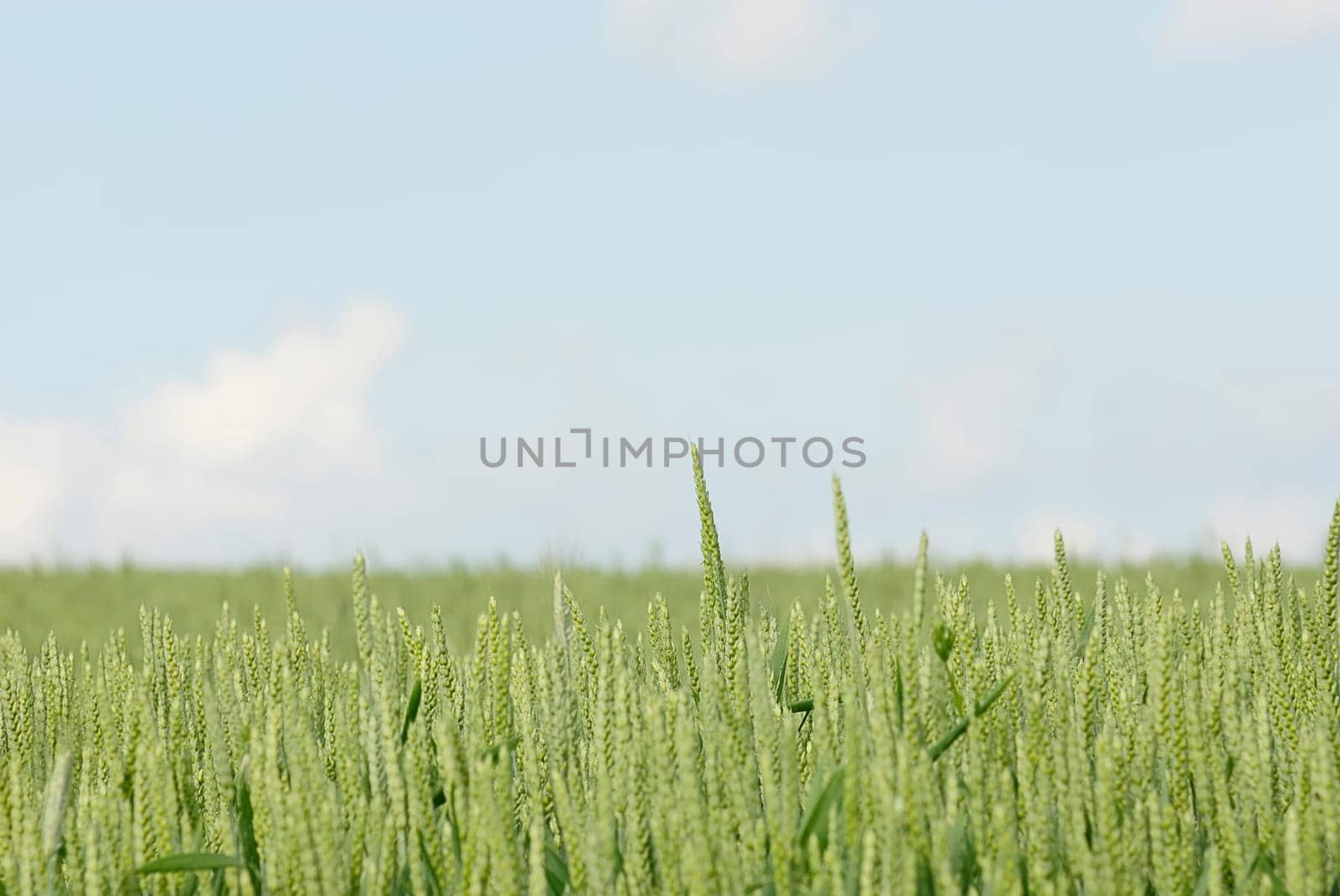 No bed in the cornfield