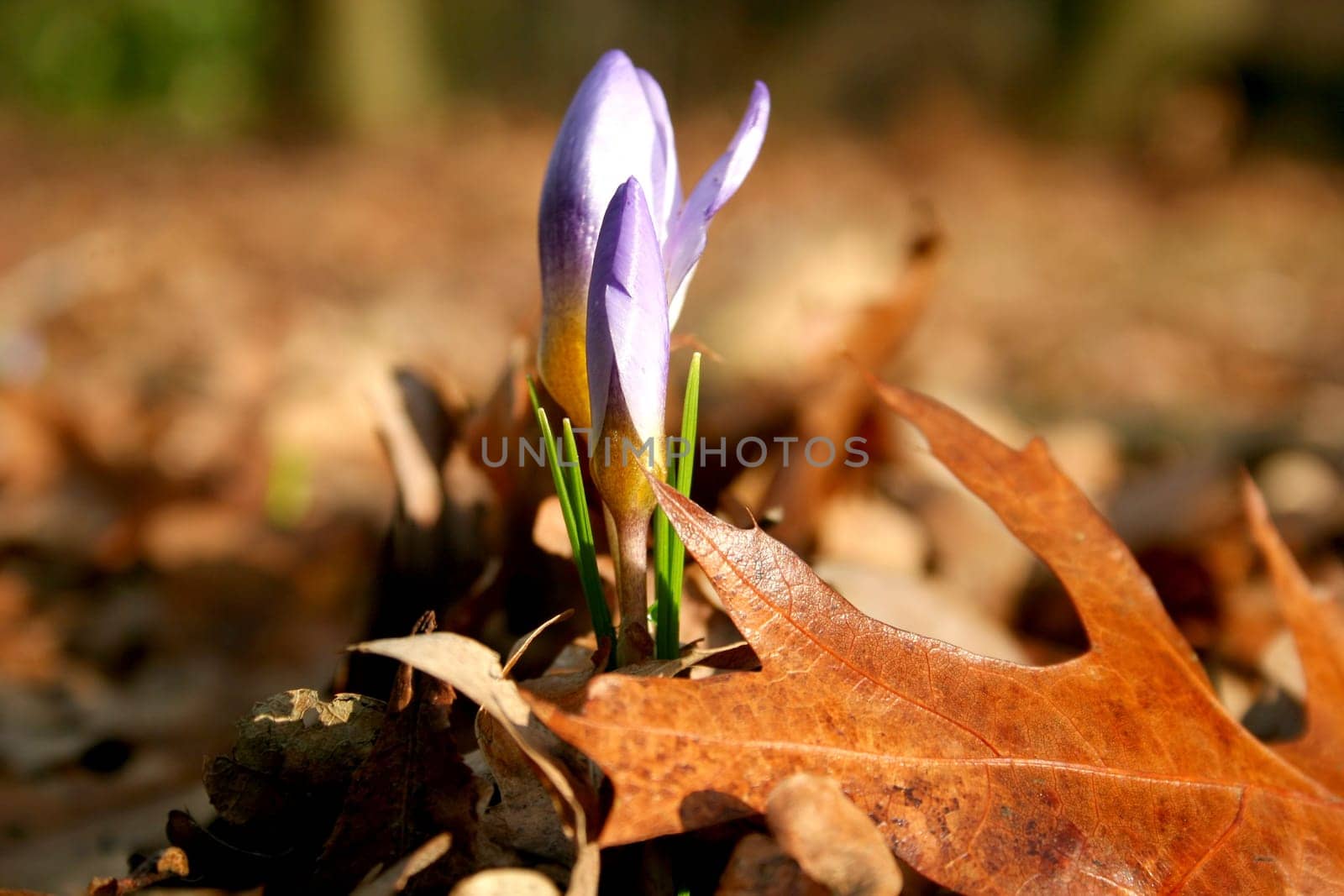 Crocus blossom among old autumn leaves