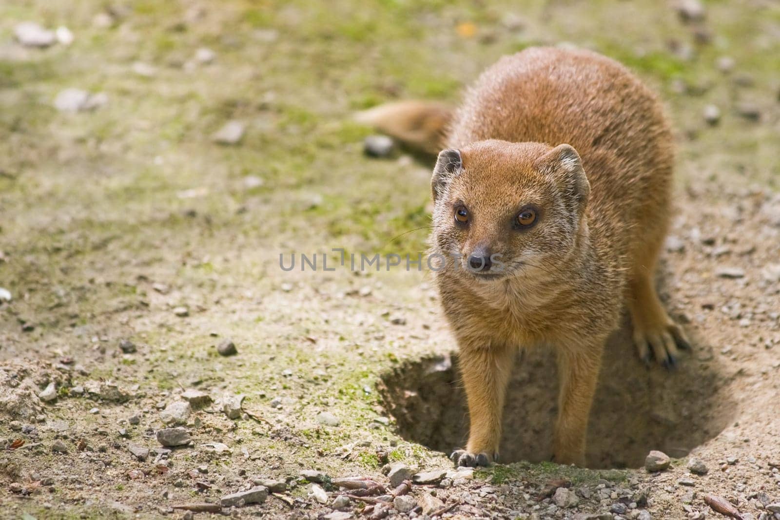 yellow mongoose