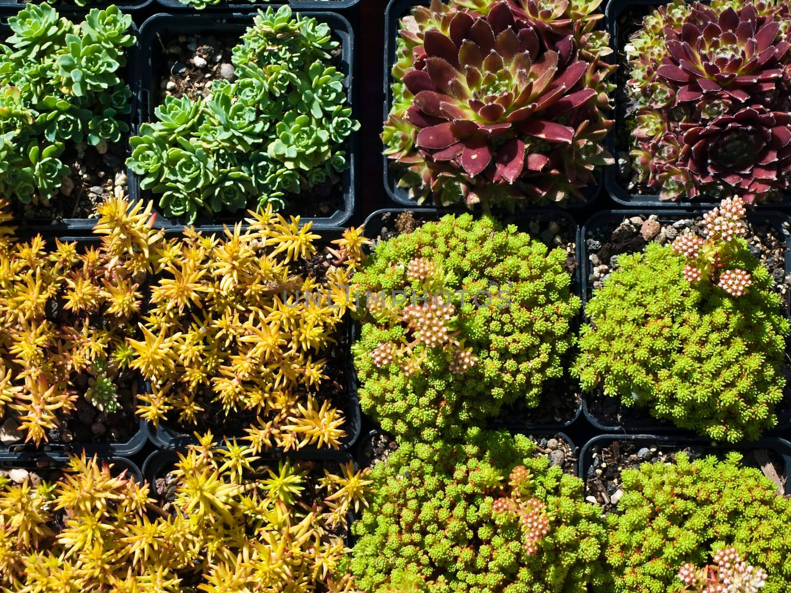Succulents