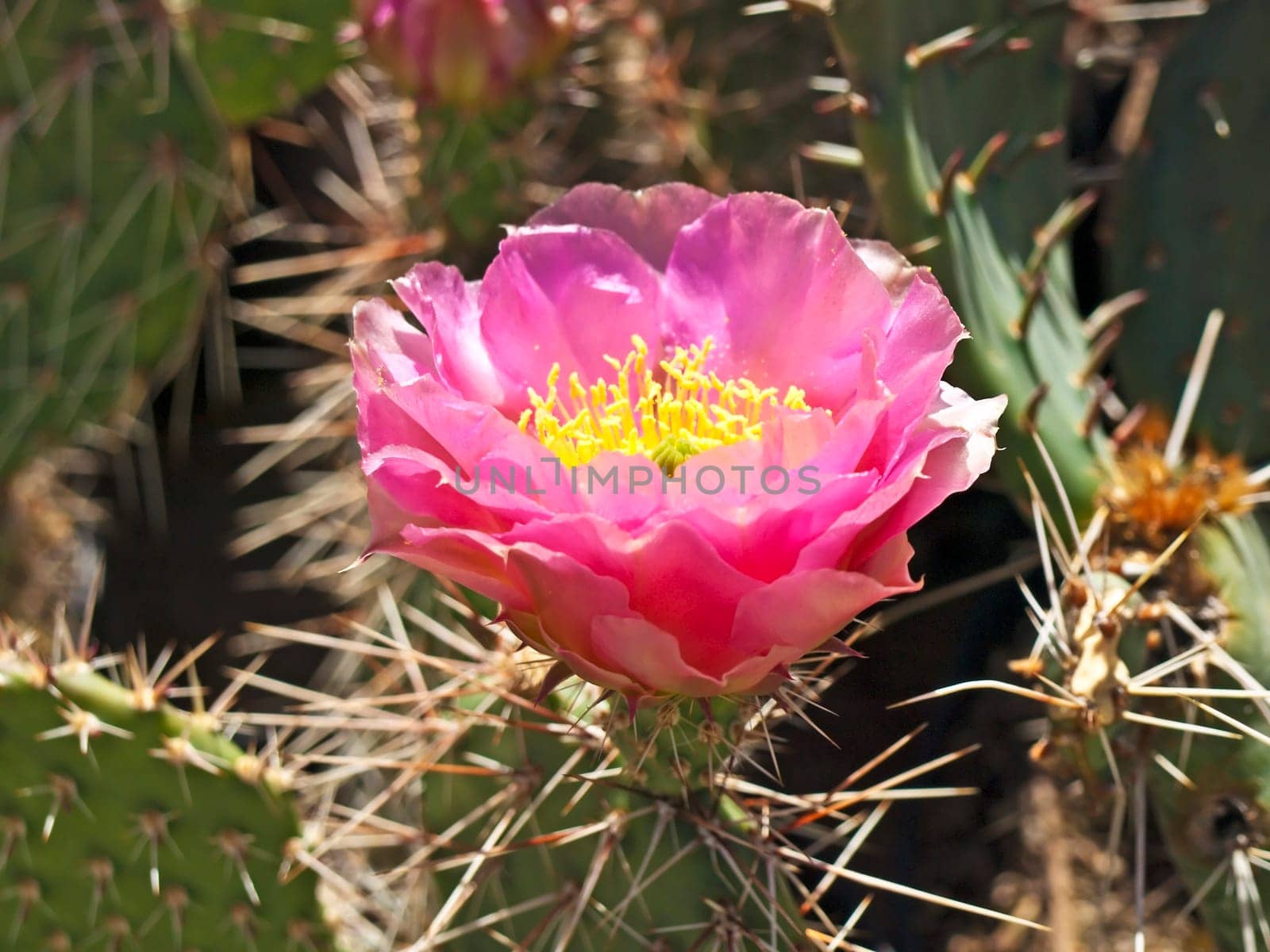 flowering cactus