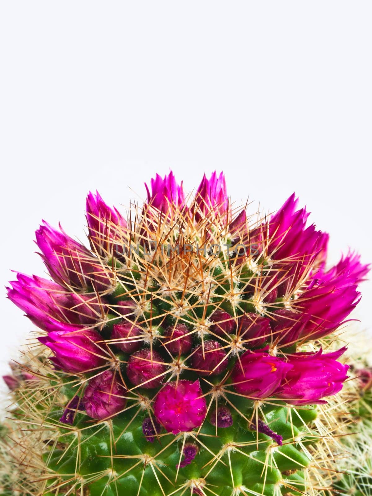 flowering cactus