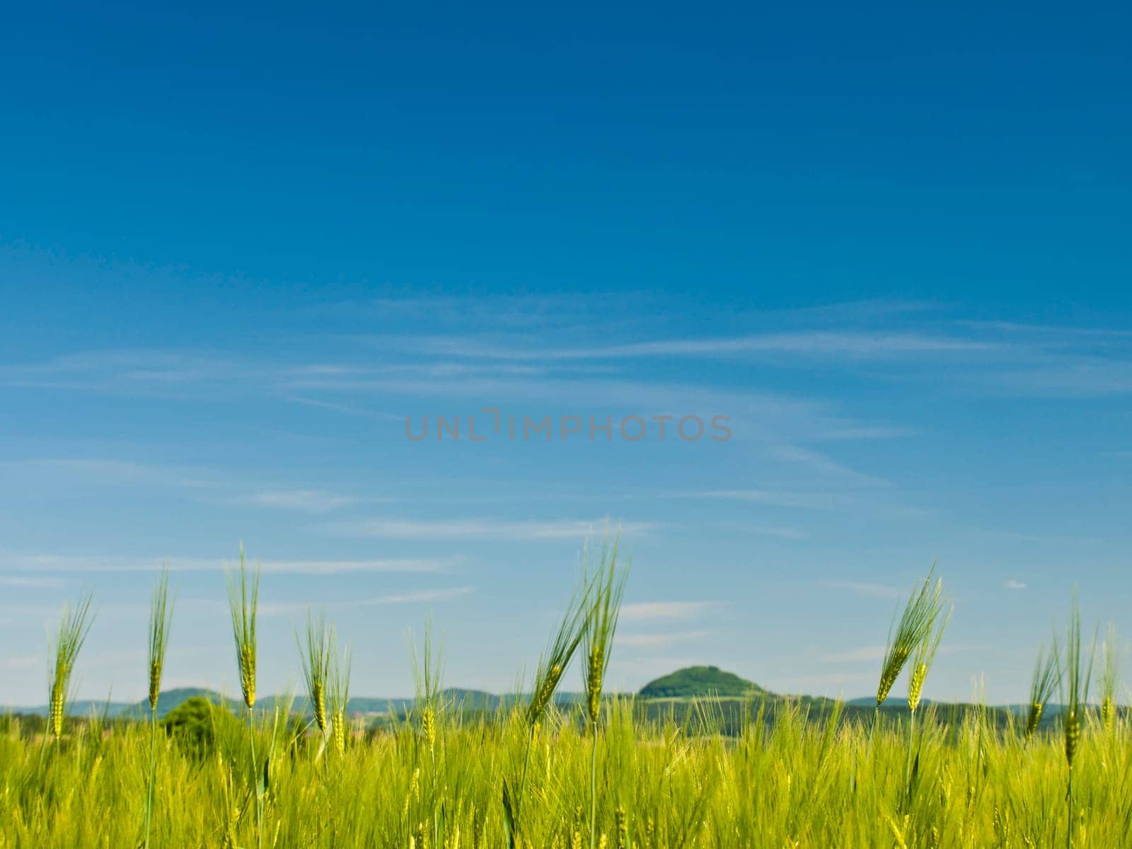 Grain field