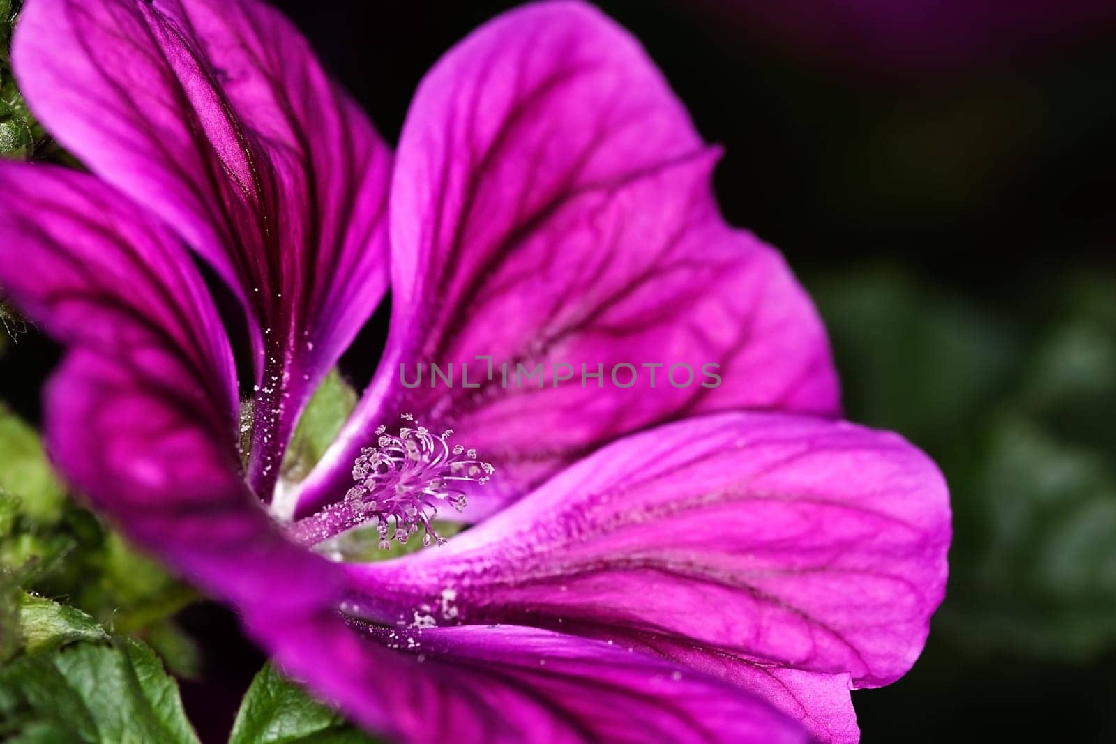 Mallow