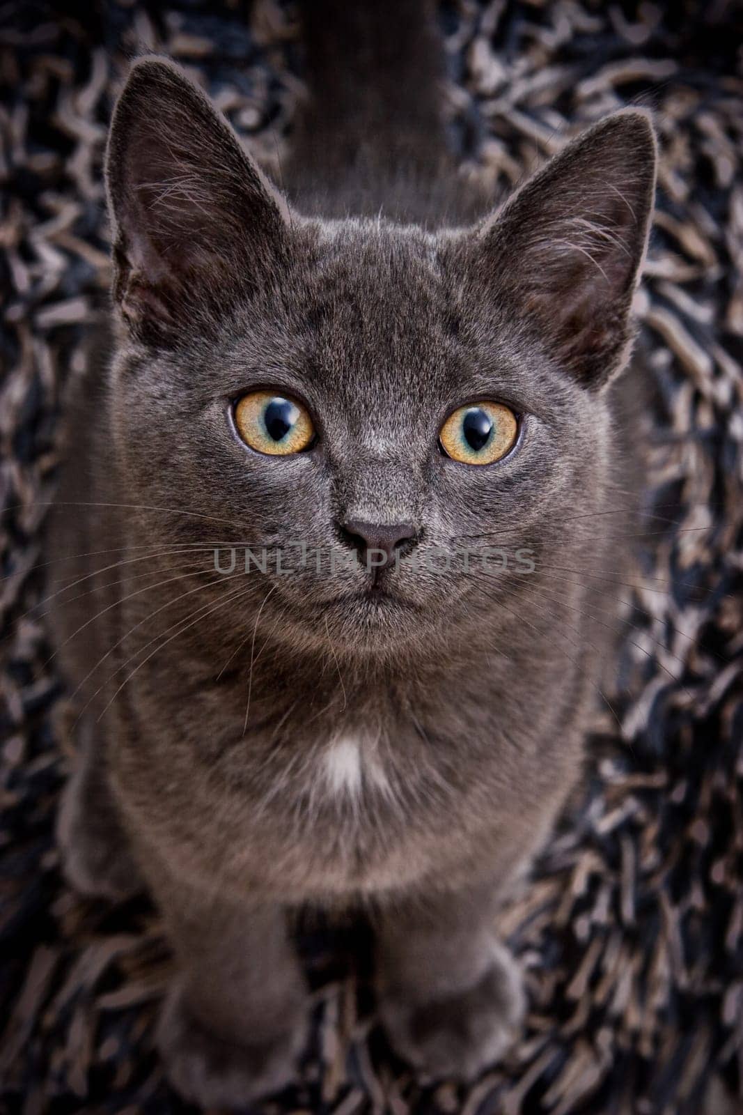 cute gray cat