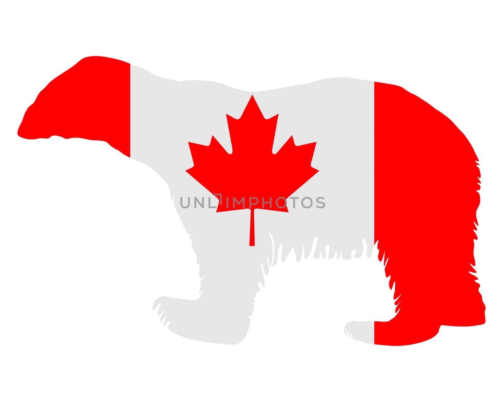 Canadian Polar Bear