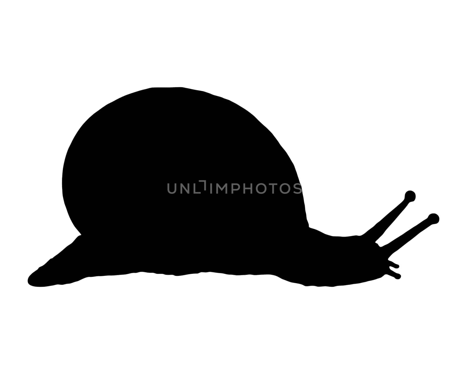 Edible snail