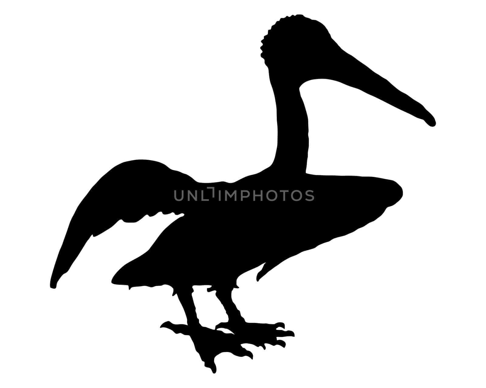 Pelican