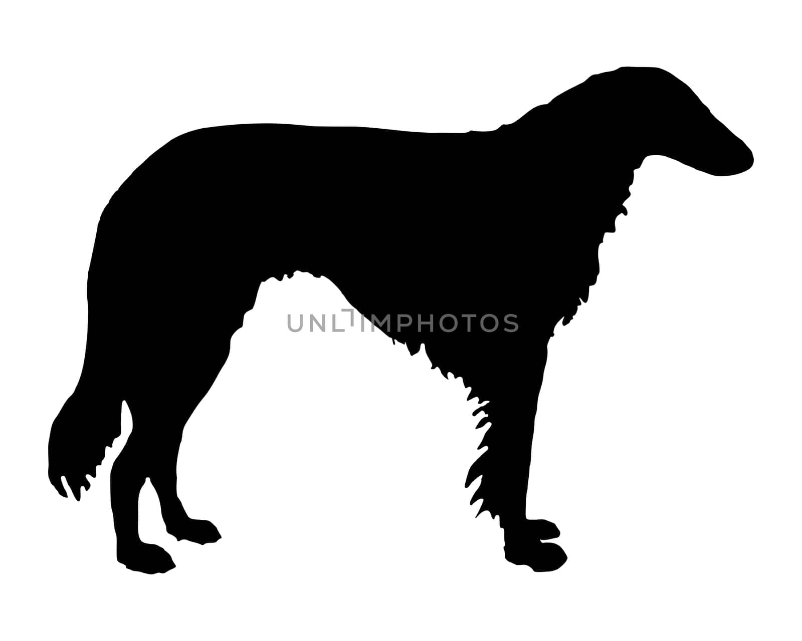 Black silhouette of a greyhound
