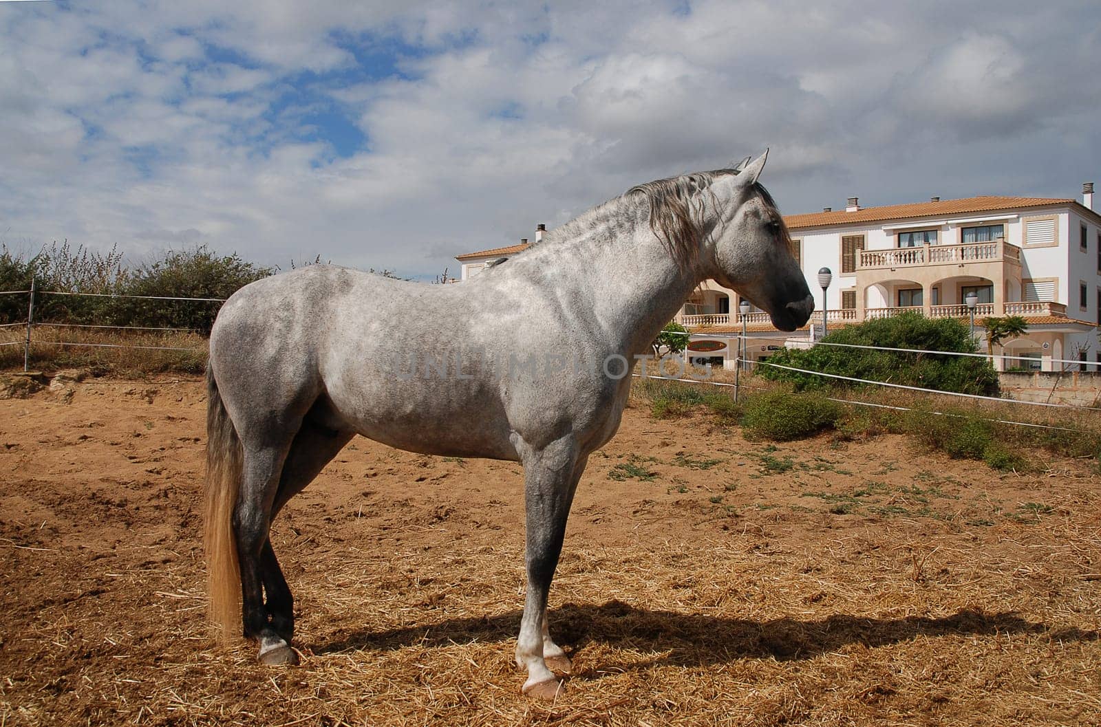 Horse paddock in Mallorca
