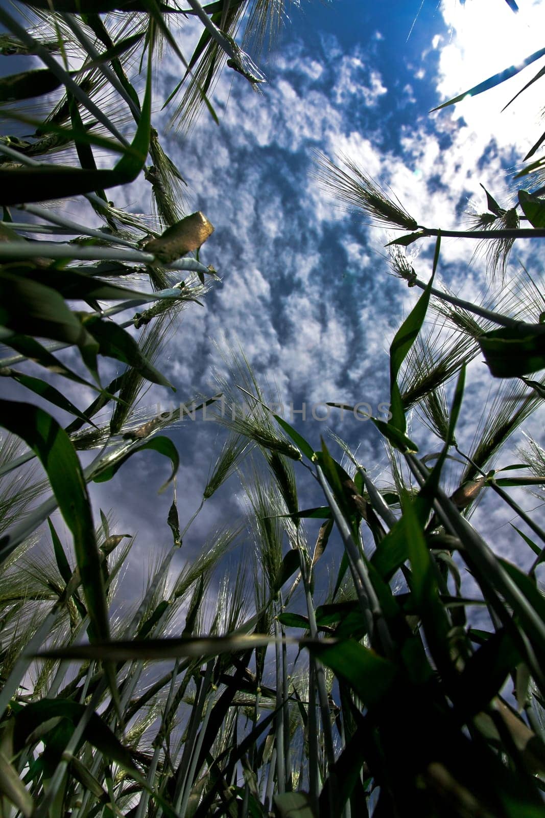 View from the cornfield