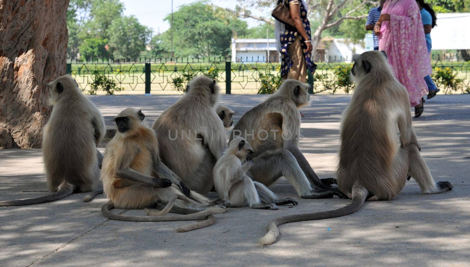 Hanuman Langurs Group in India