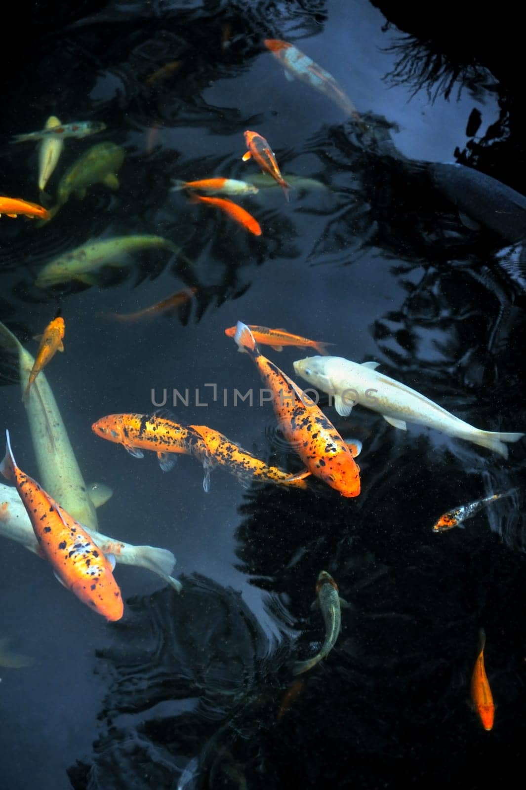 Monte Palace Tropical Garden Koi Carp