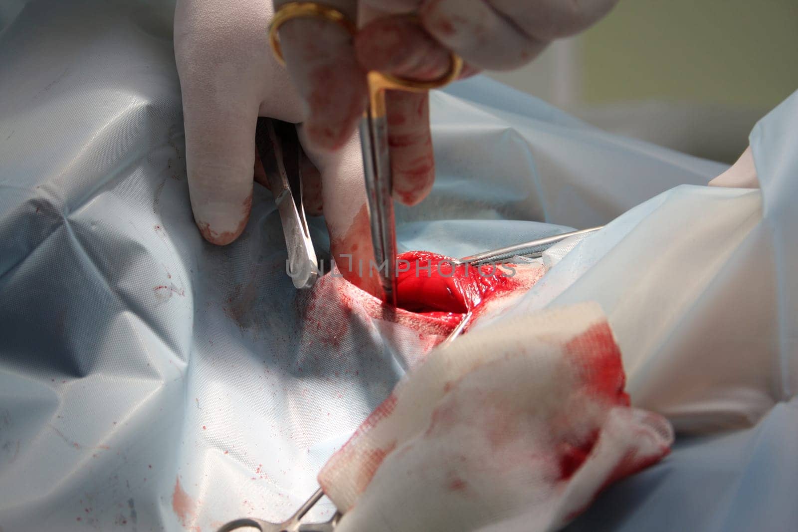 Surgery in dogs
