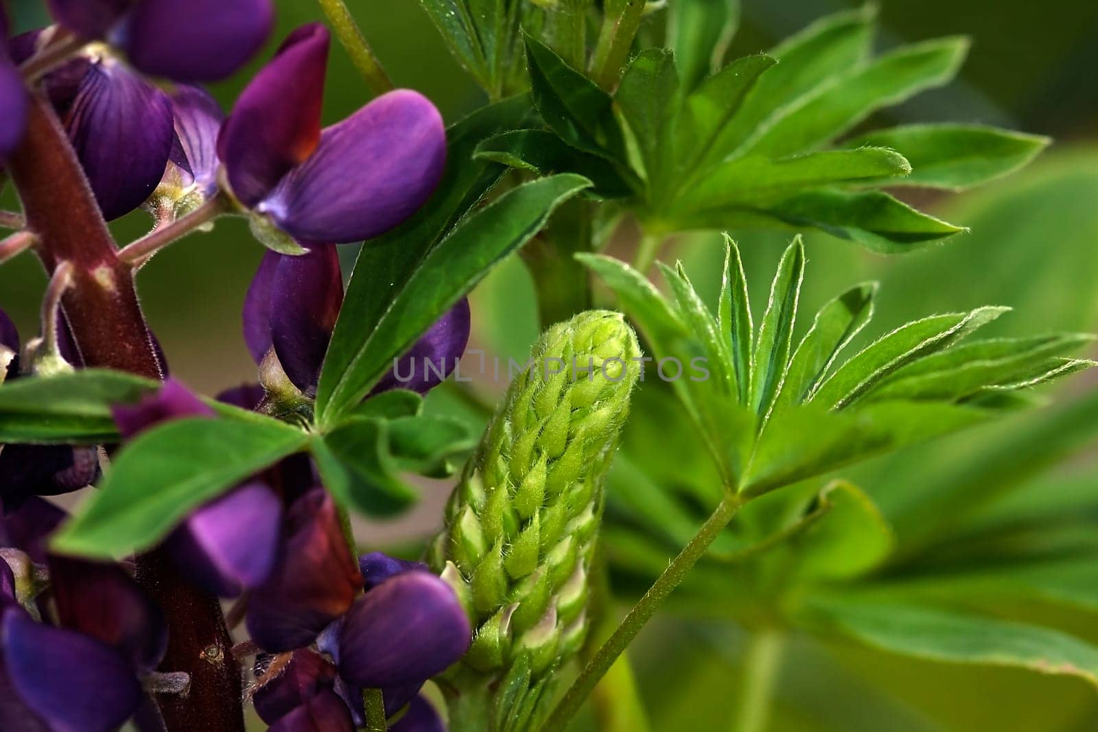 Lupin