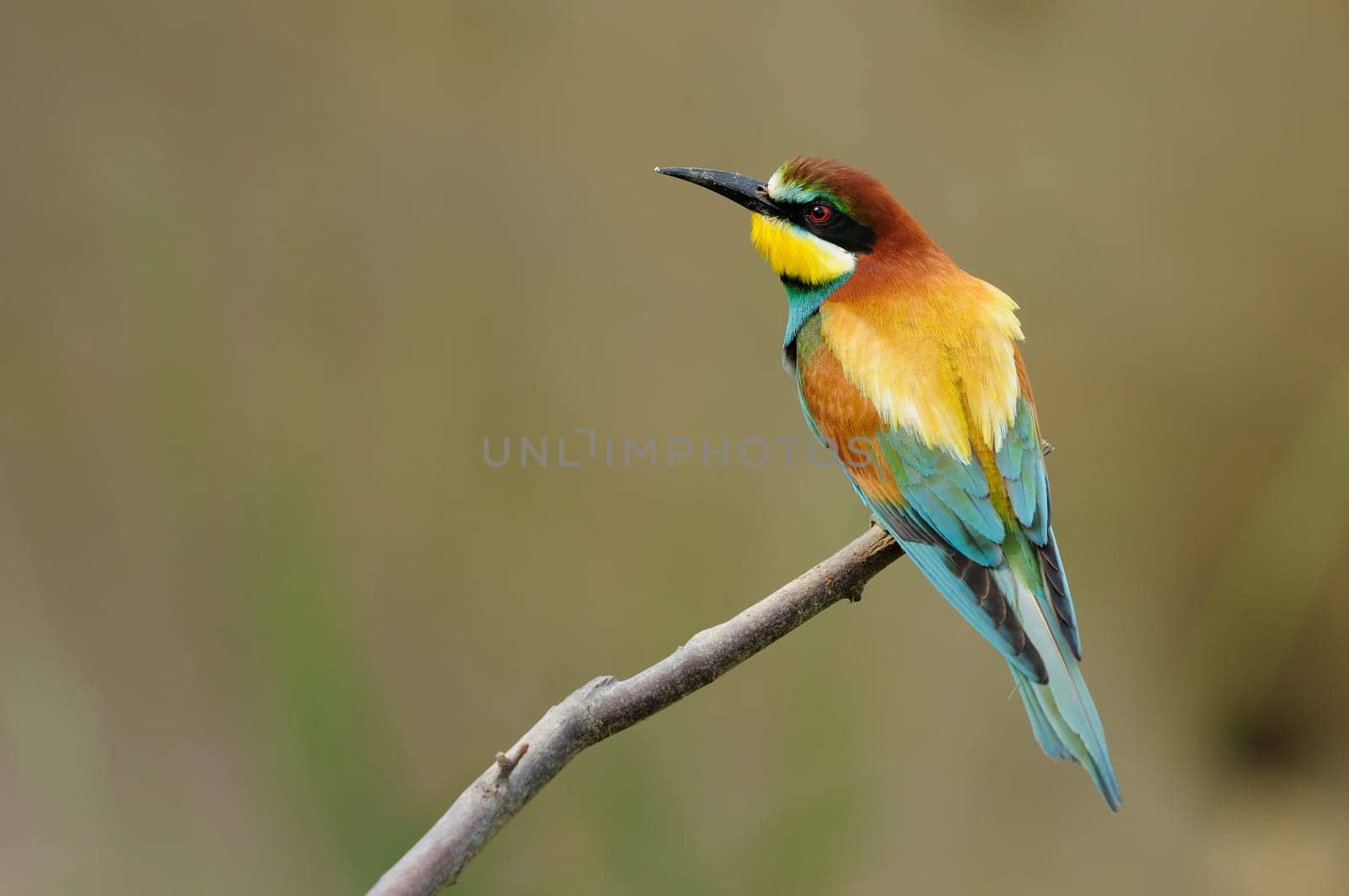 Bee-eater