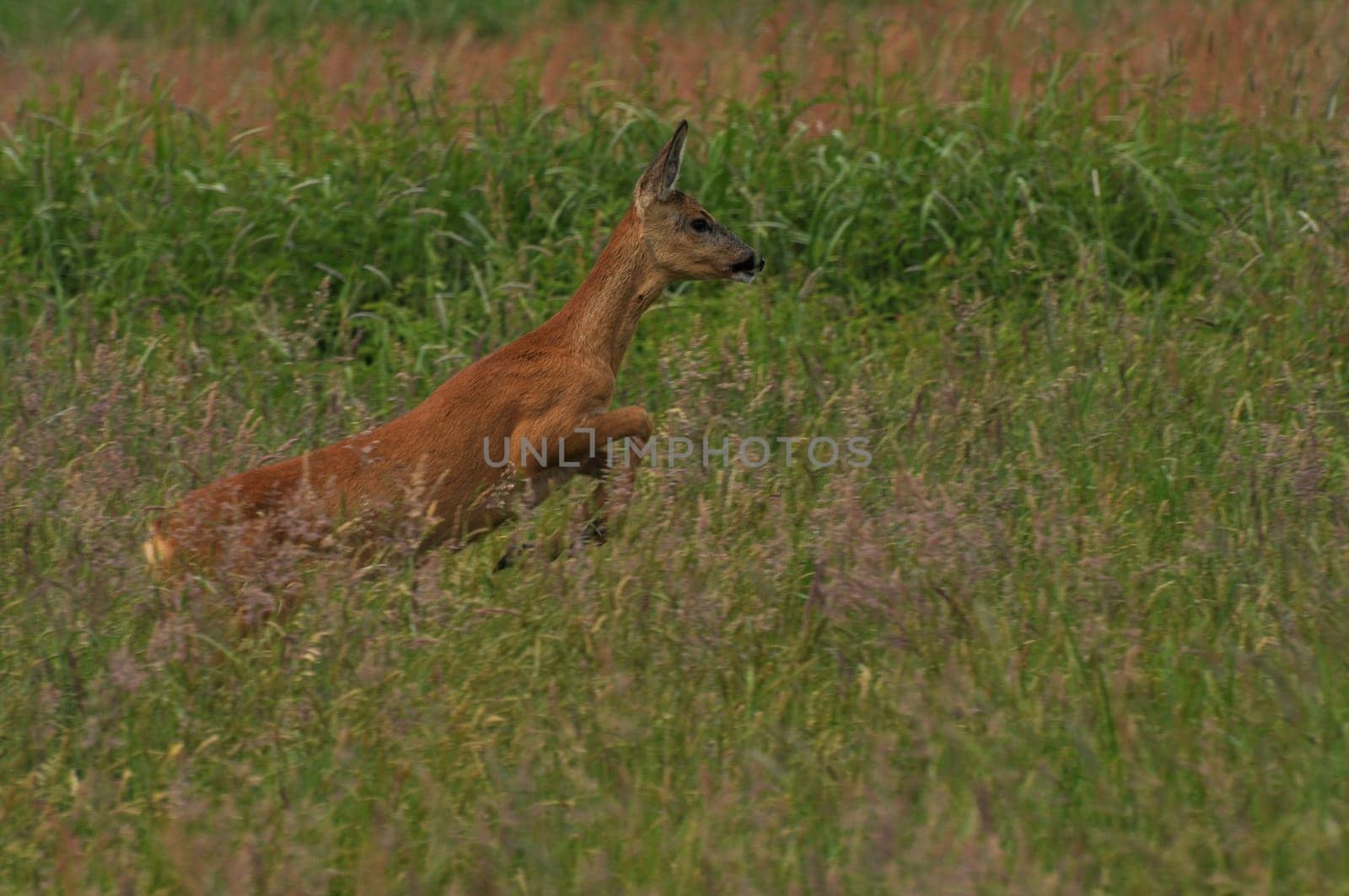 Deer jumping