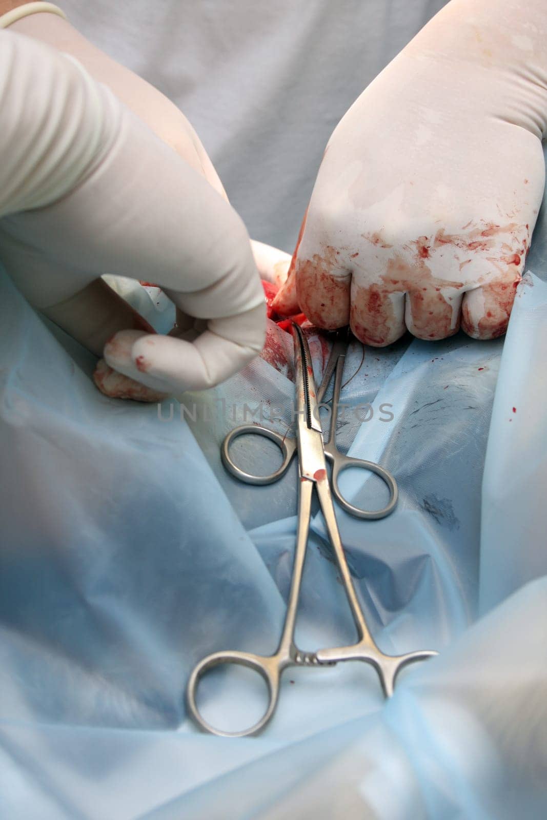Surgery in dogs