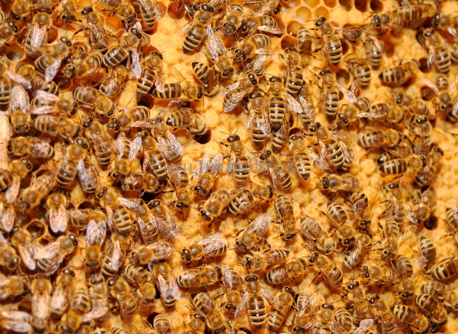 Honeycomb with bees