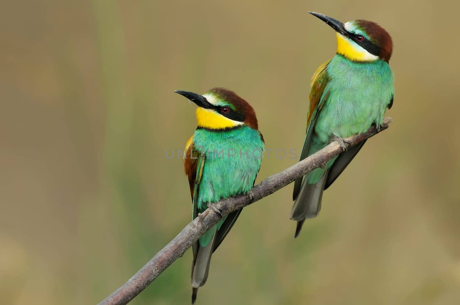 Bee-eater couple