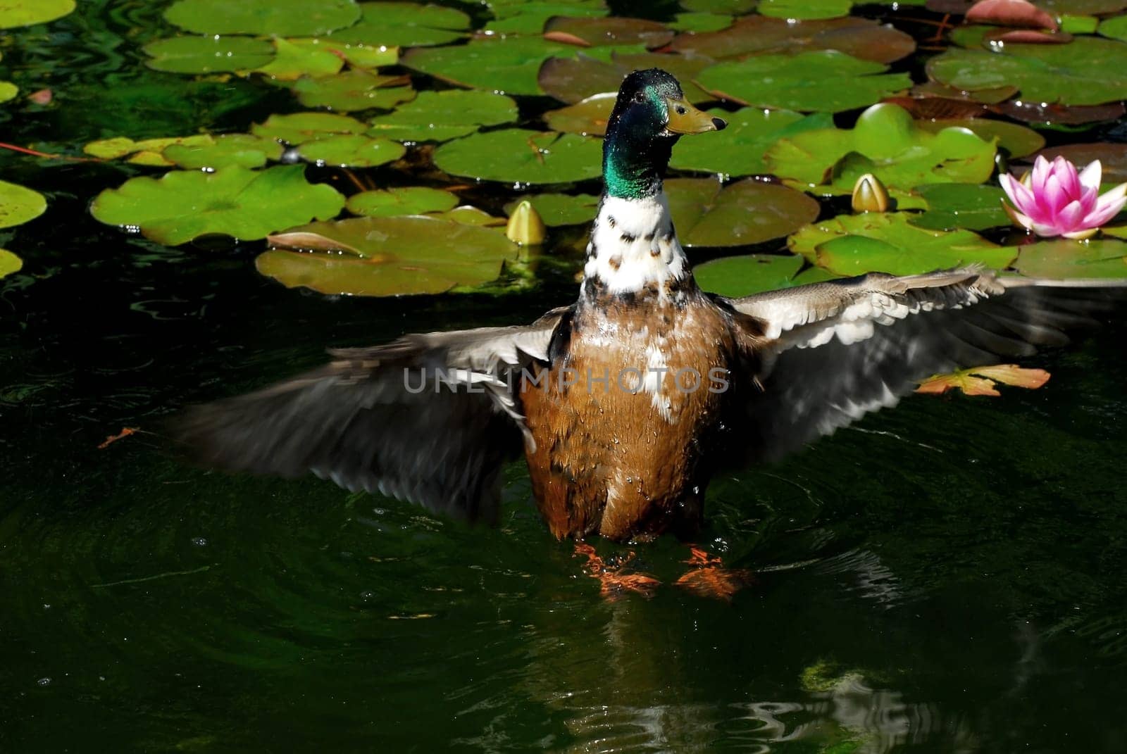 The duck in the lily pond