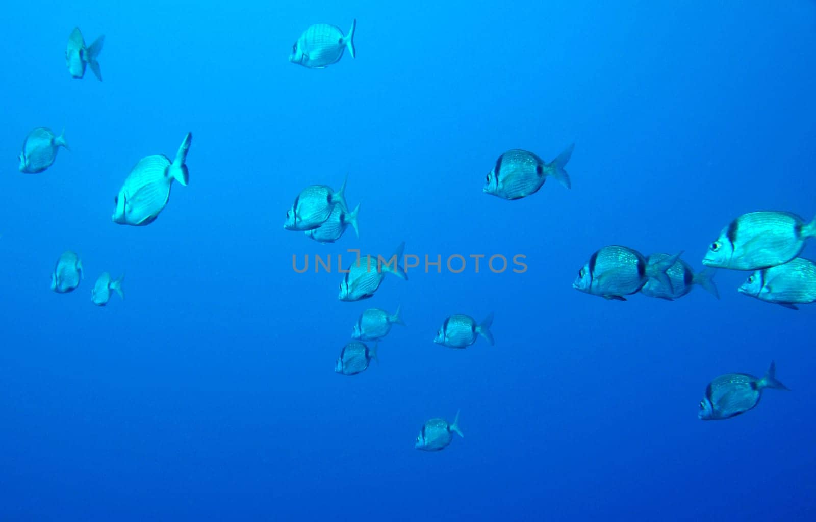 Mediterranean Fish