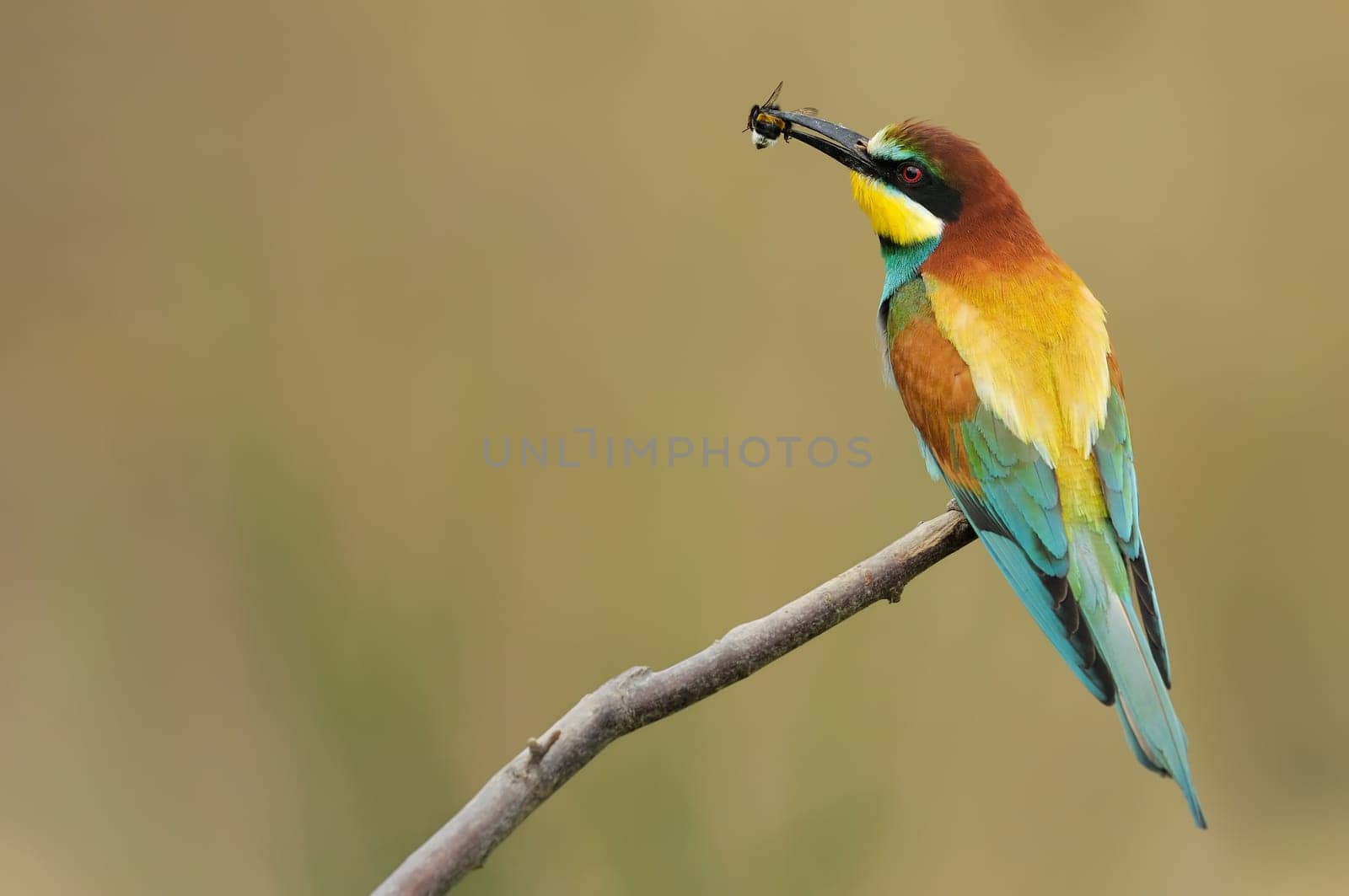 Bee-eater with bee