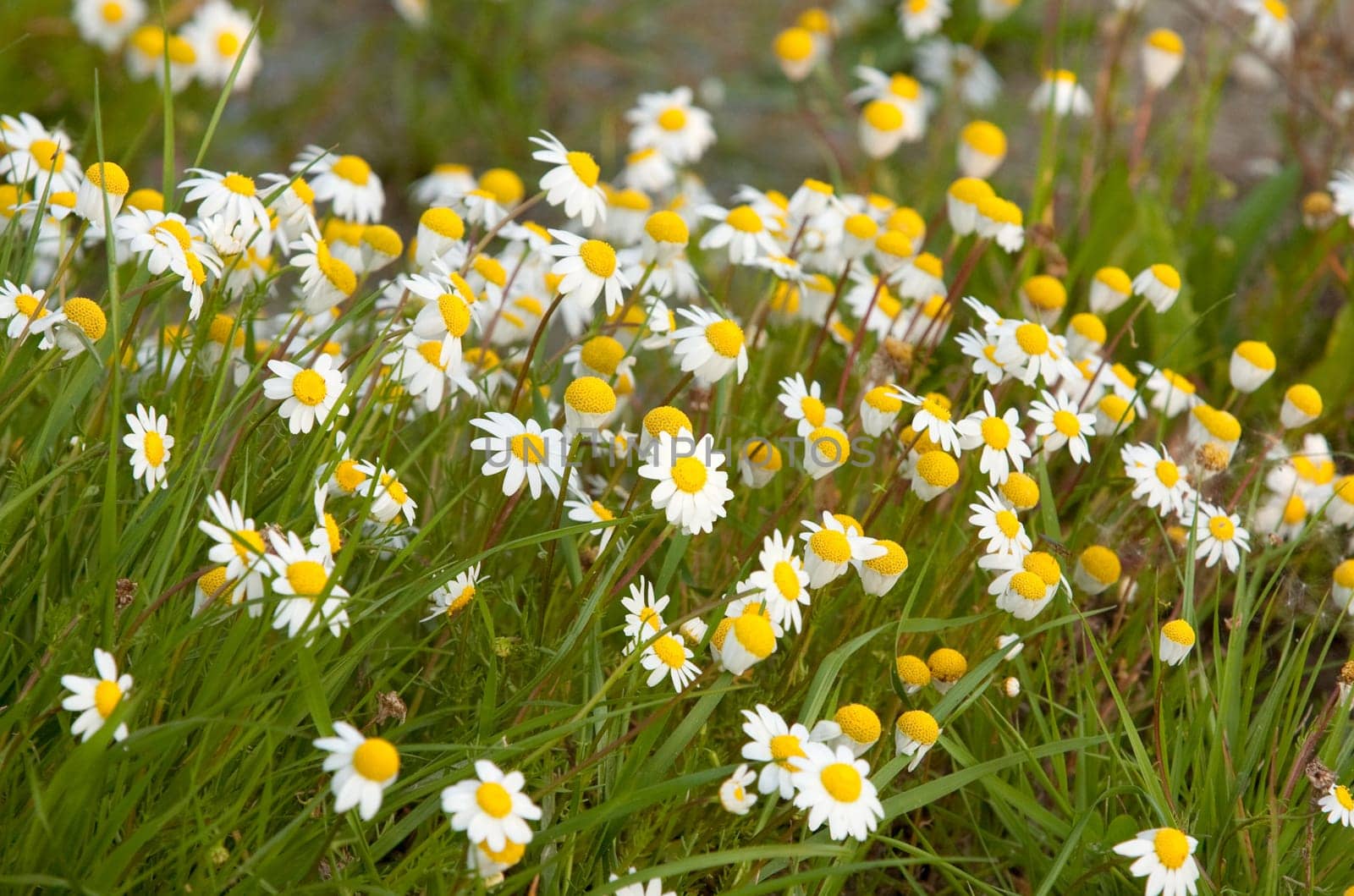 Many flowers on the grass