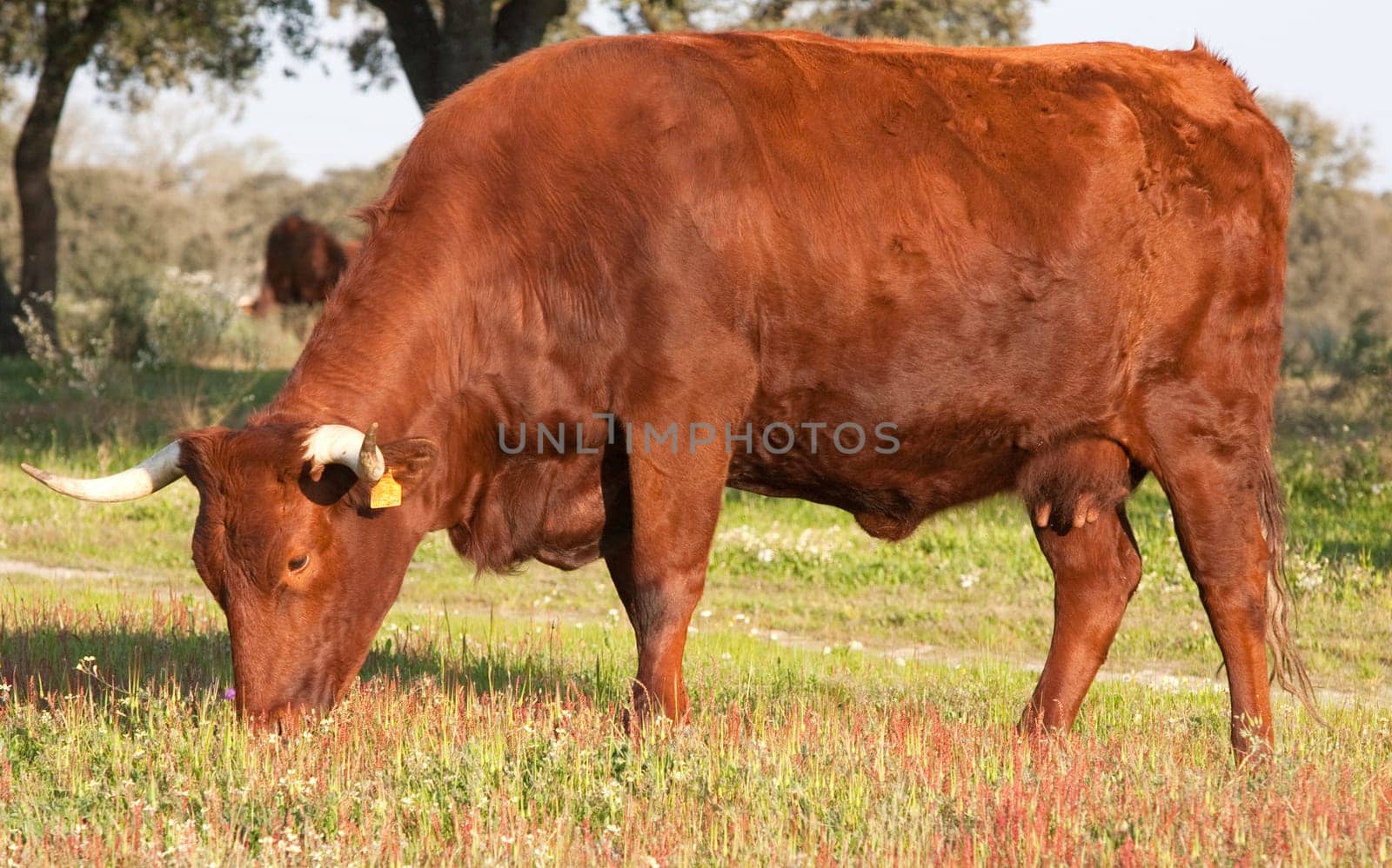 Cow in the field