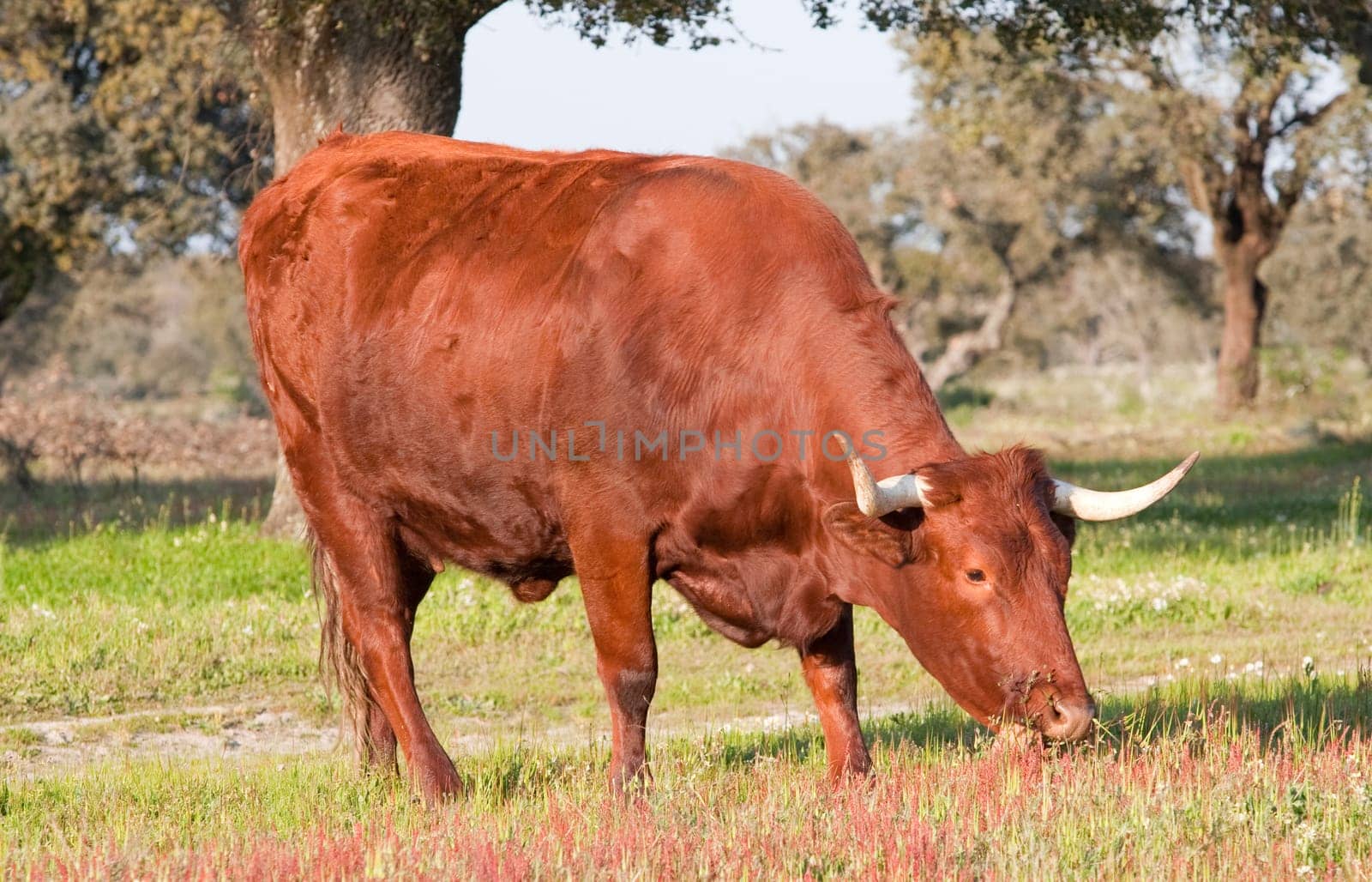 Cow in the field