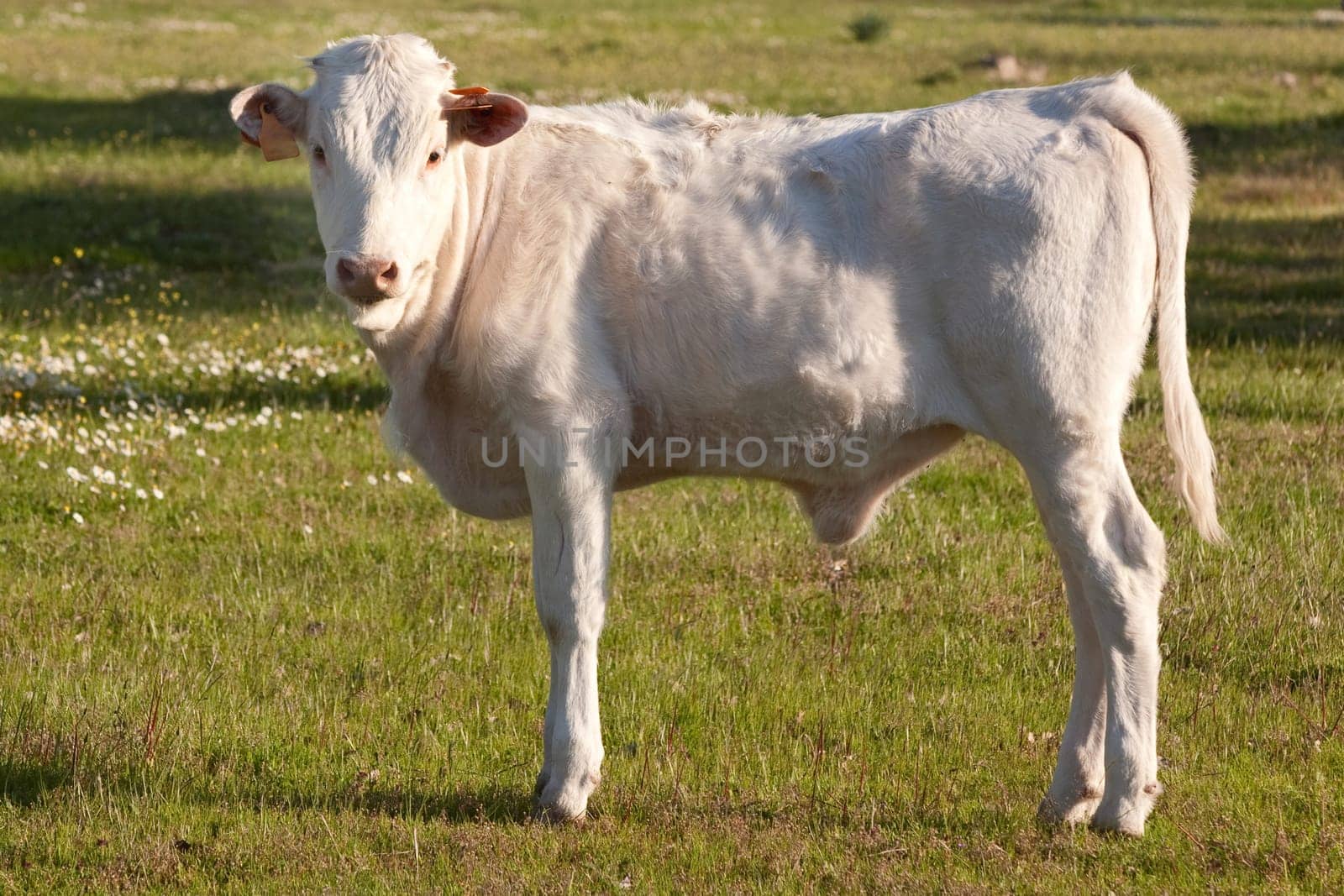 Cow in the field