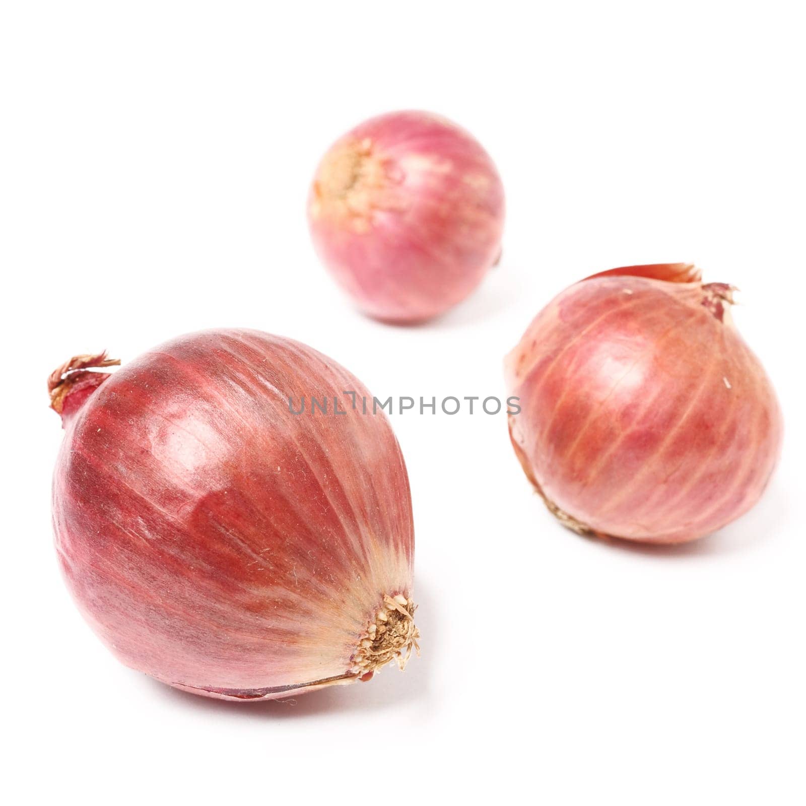 shallot