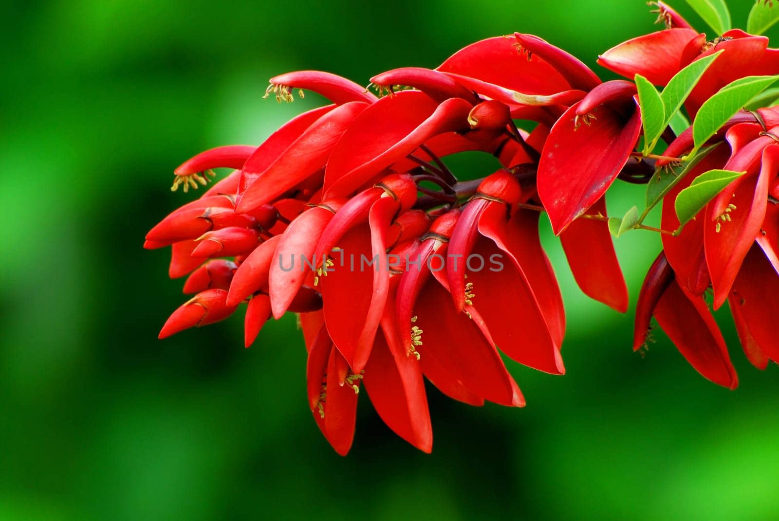 Coral Shrub
