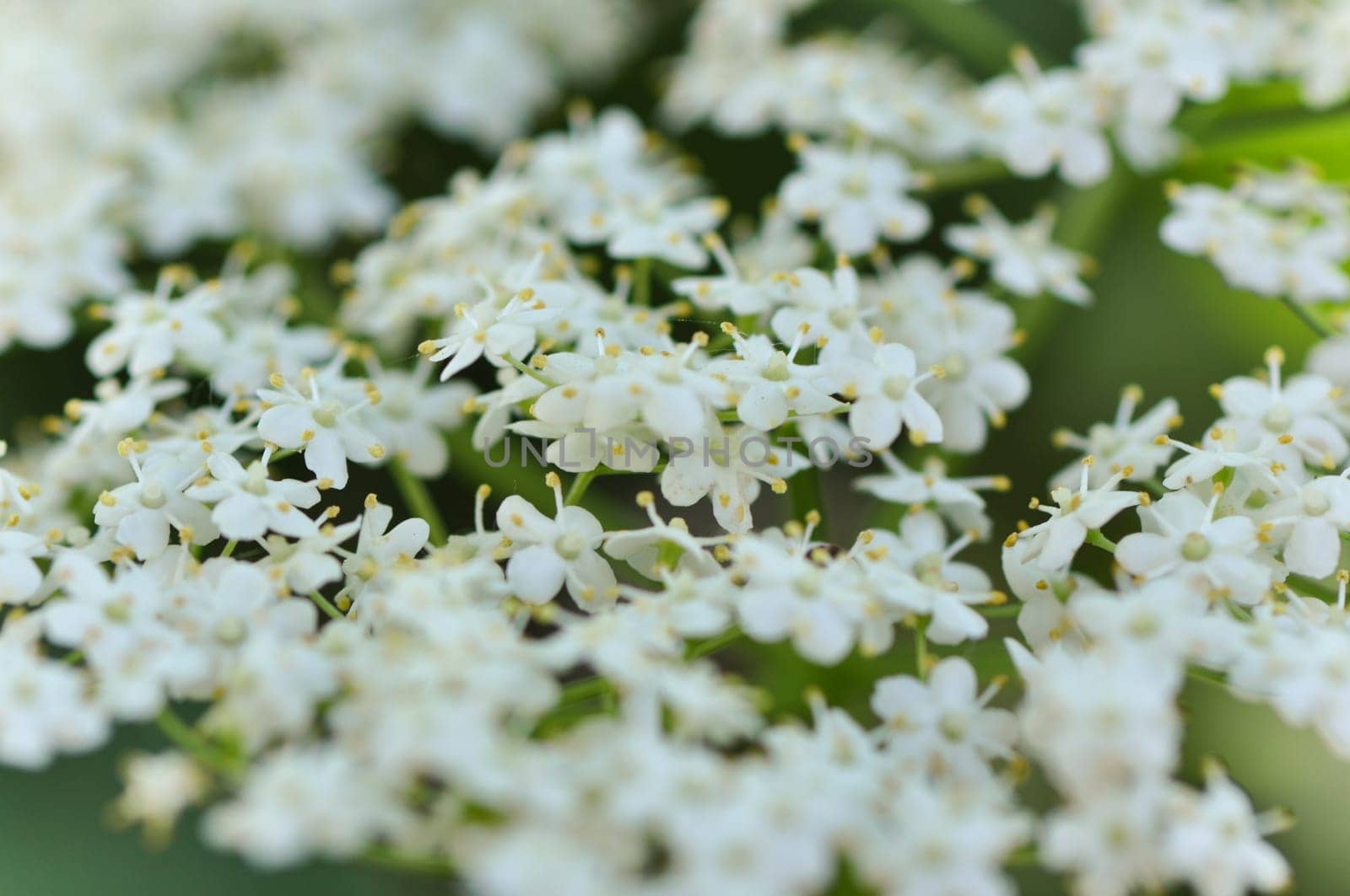 Elderflower