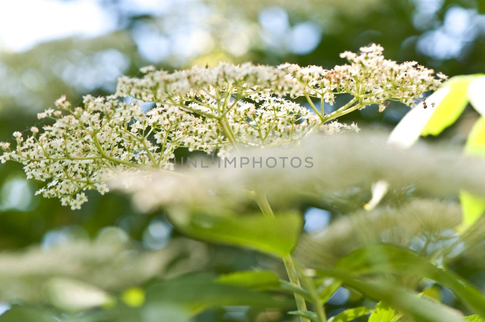 Elder