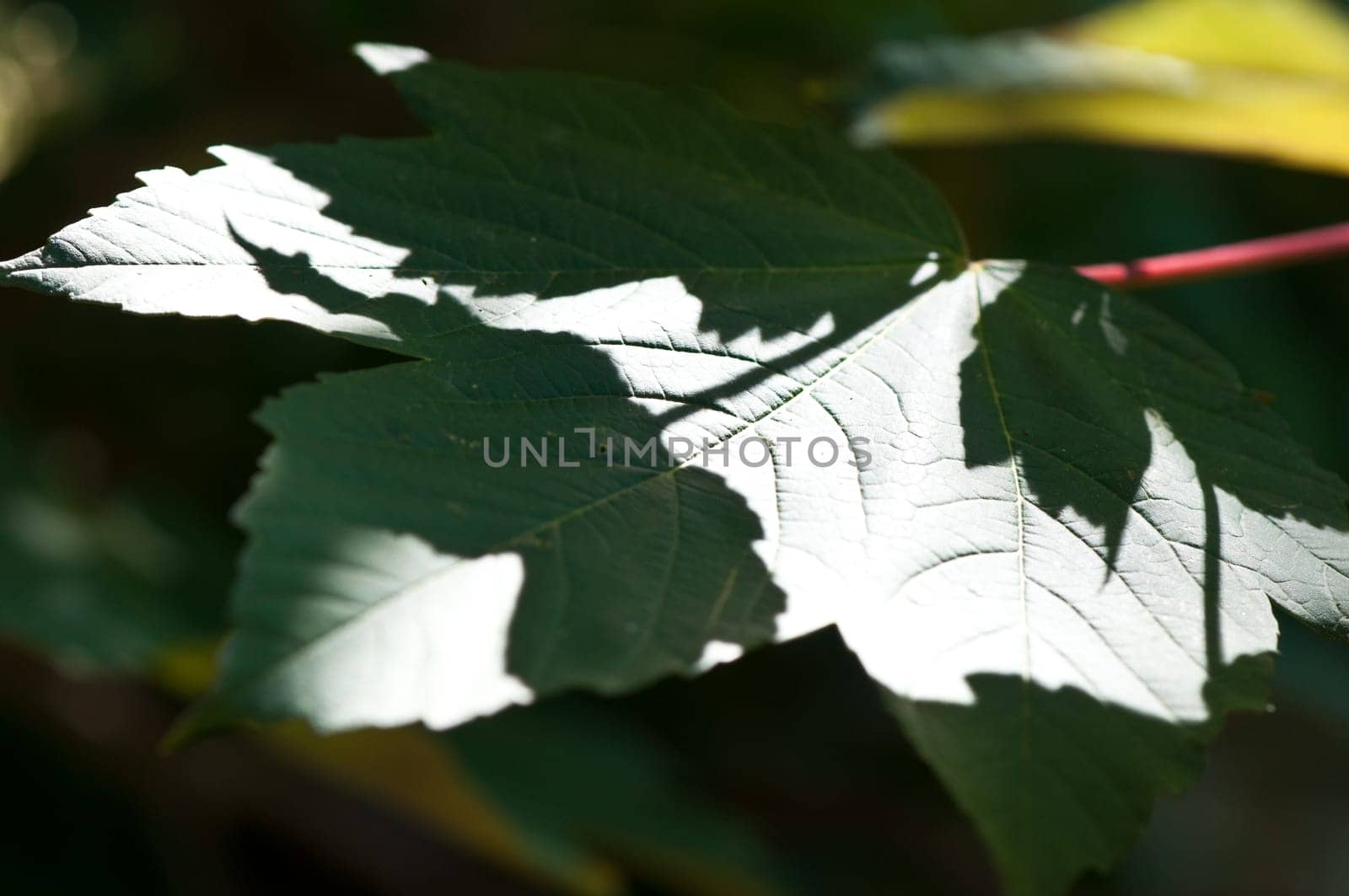 Leaf between light and shadow