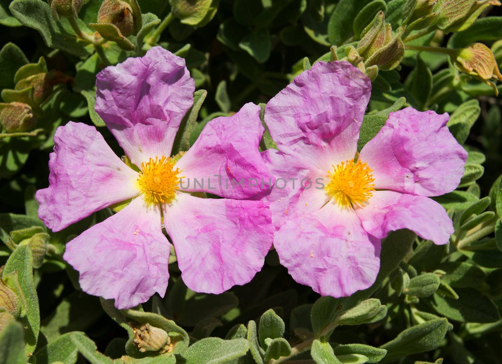 Flowering cistus in the south of France