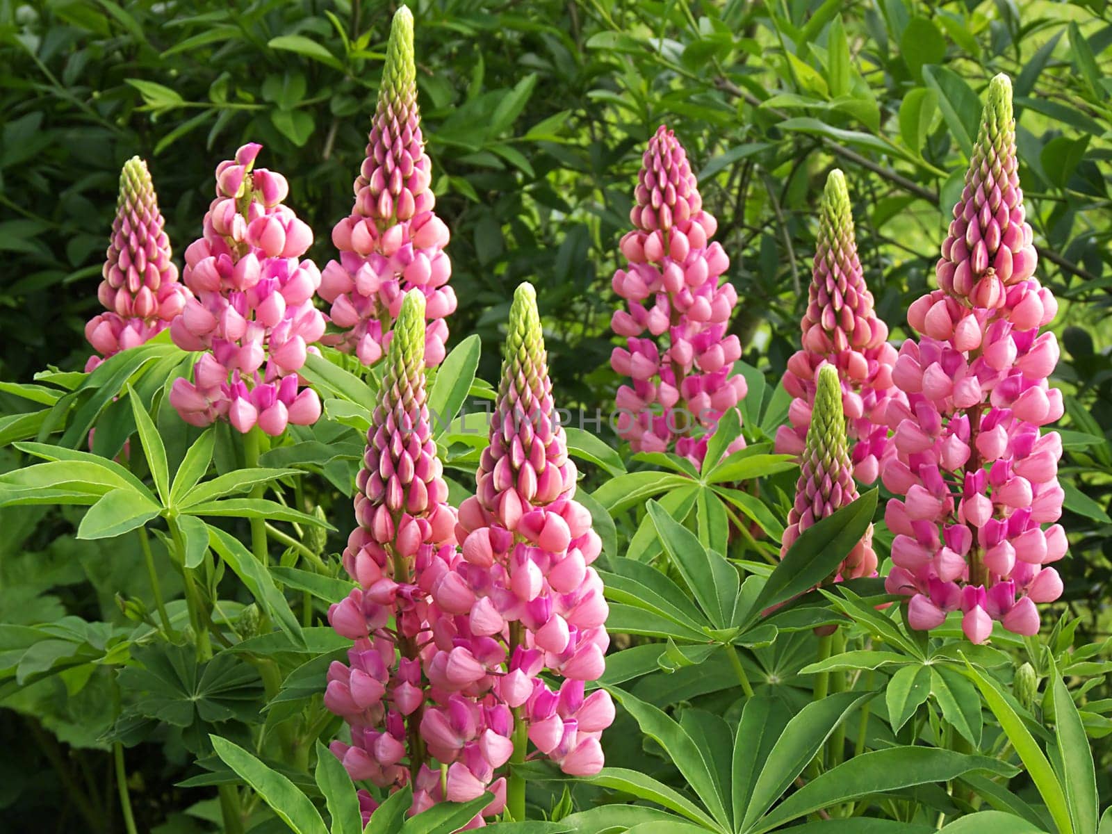 Lupin