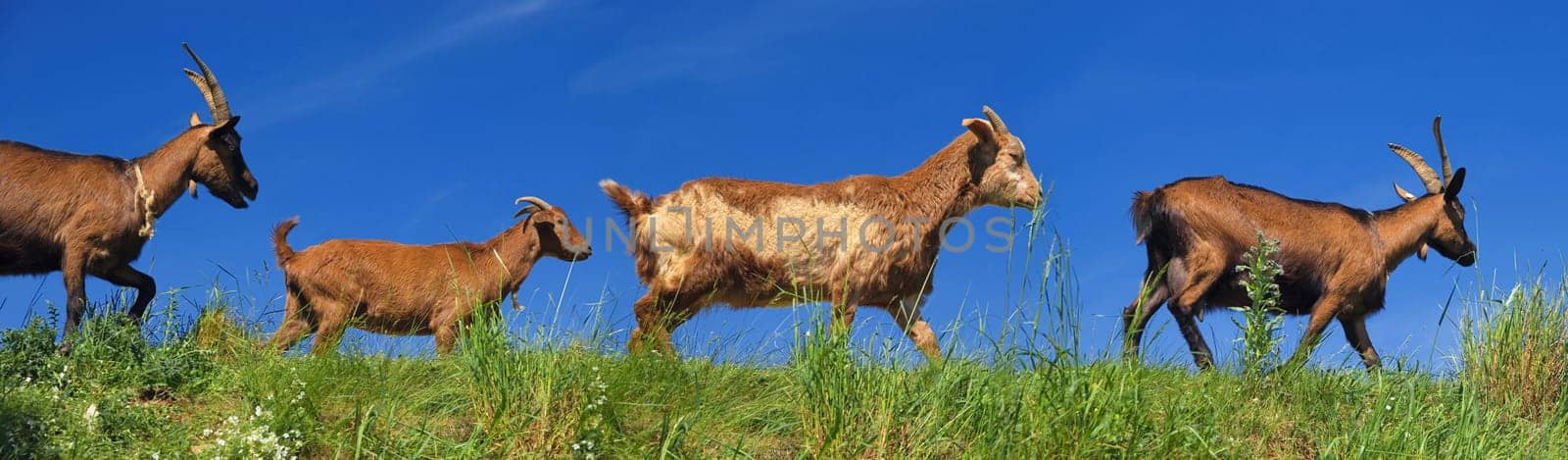 Goat panorama