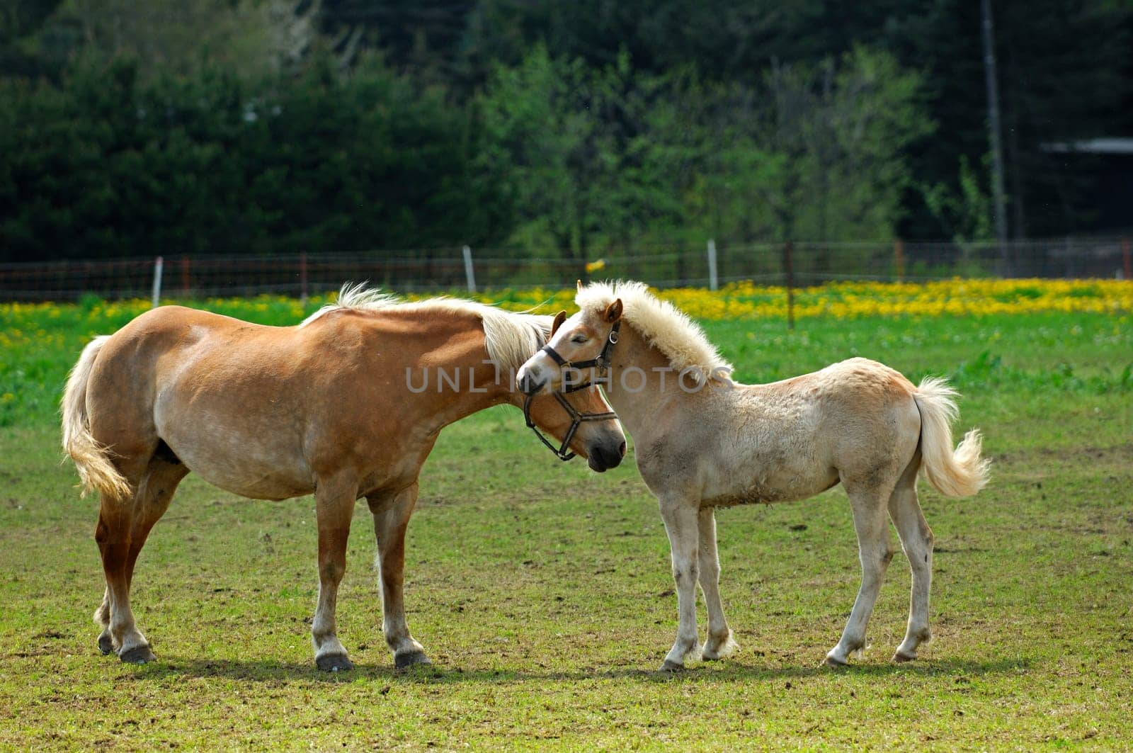 Haflinger,mare and foal