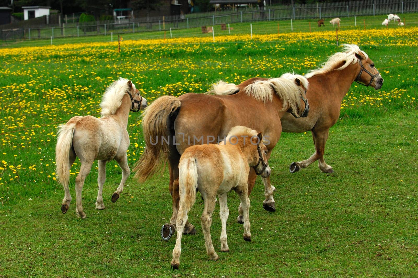 Haflinger horses,mares and foals,in the pasture
