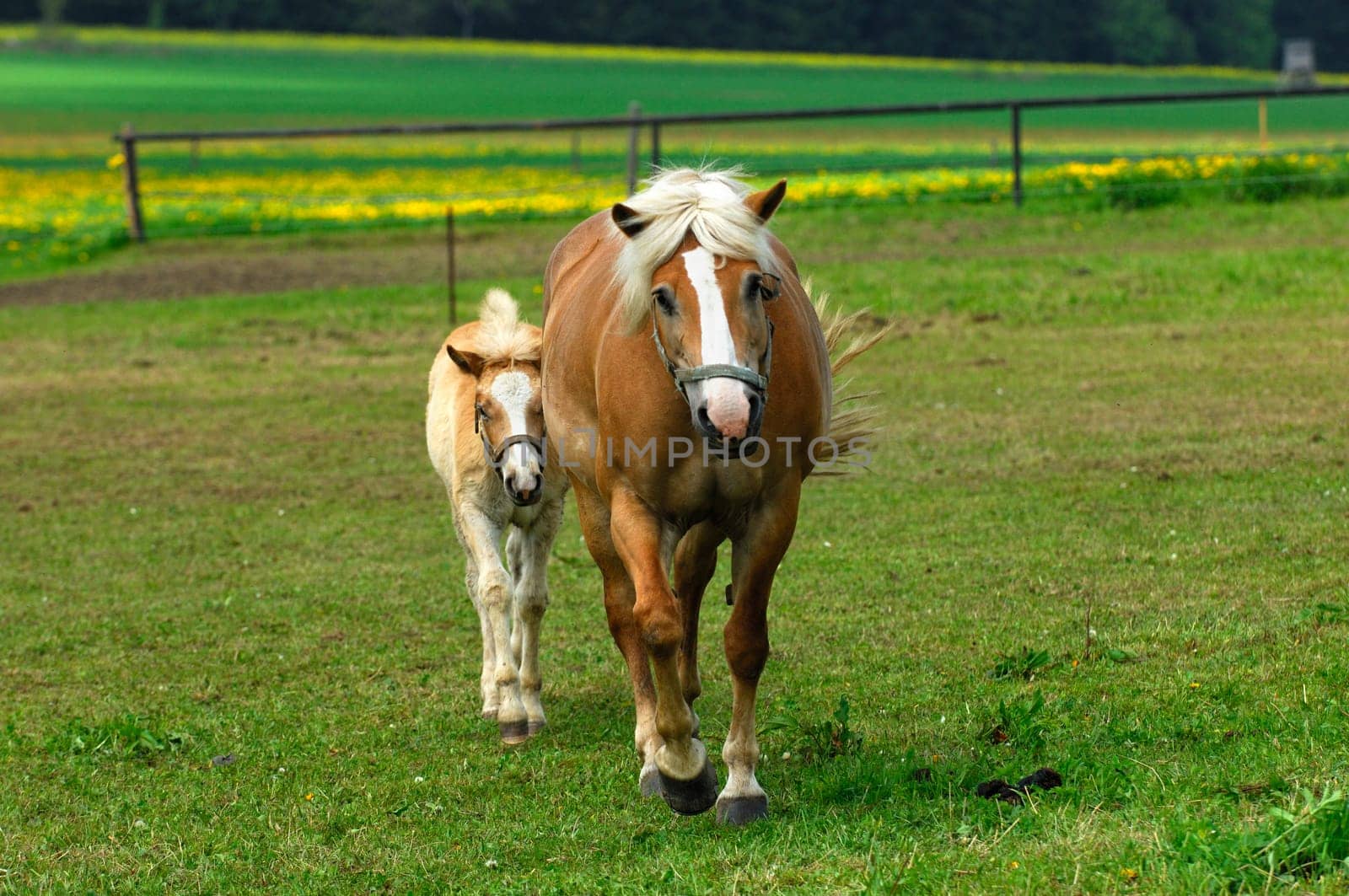 Haflinger horses,mares and foals,in the pasture
