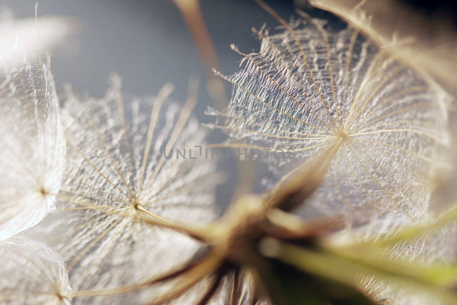 Dandelion
