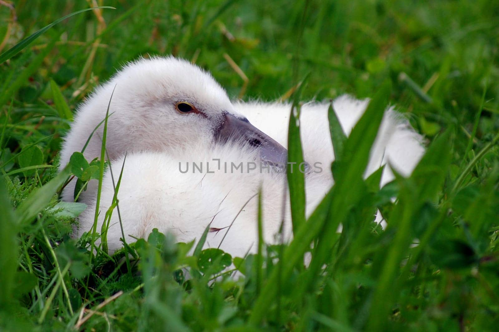 Cygnet