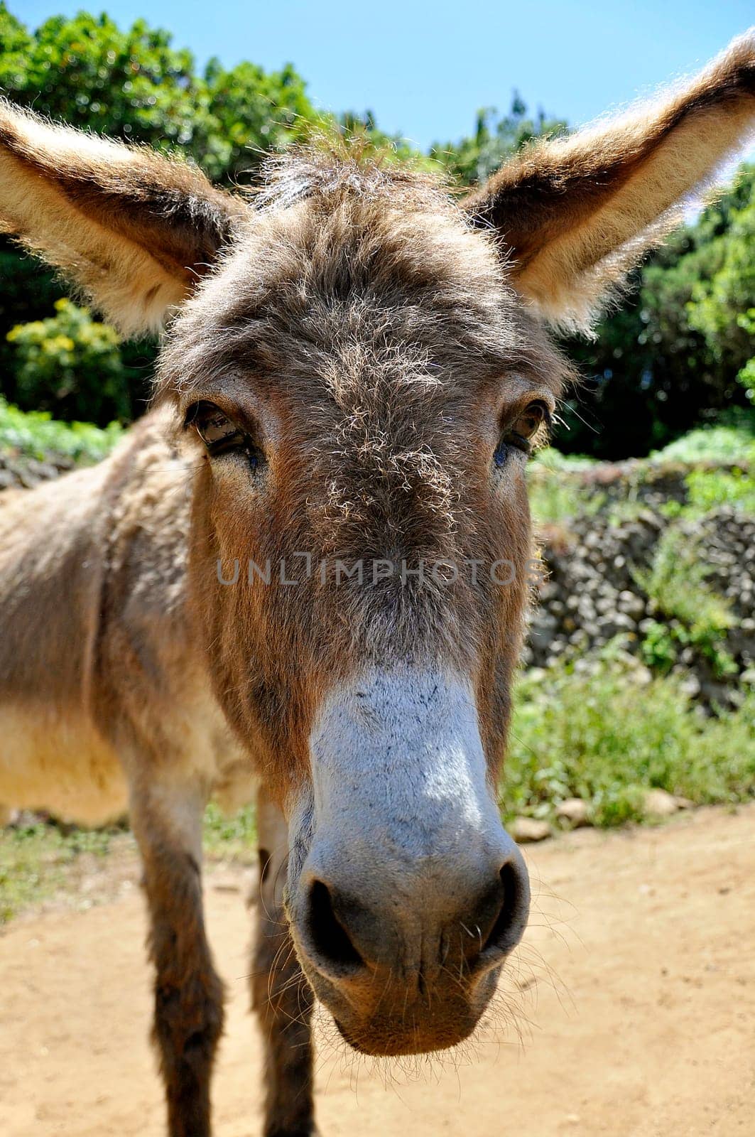 Donkey