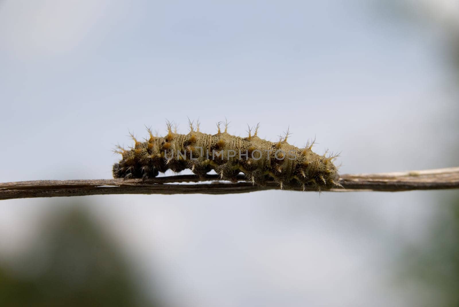 Caterpillar Painted Lady Butterfly