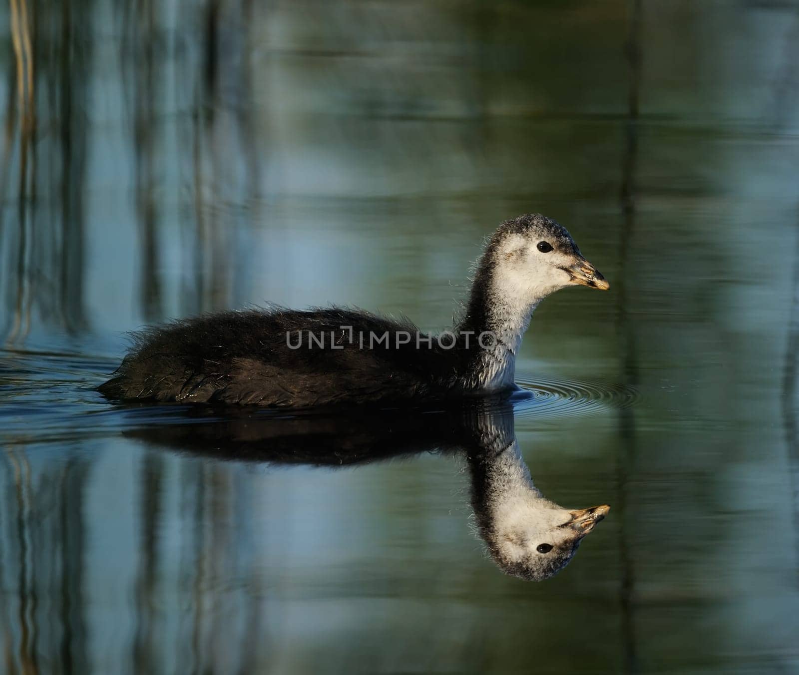 Young coot