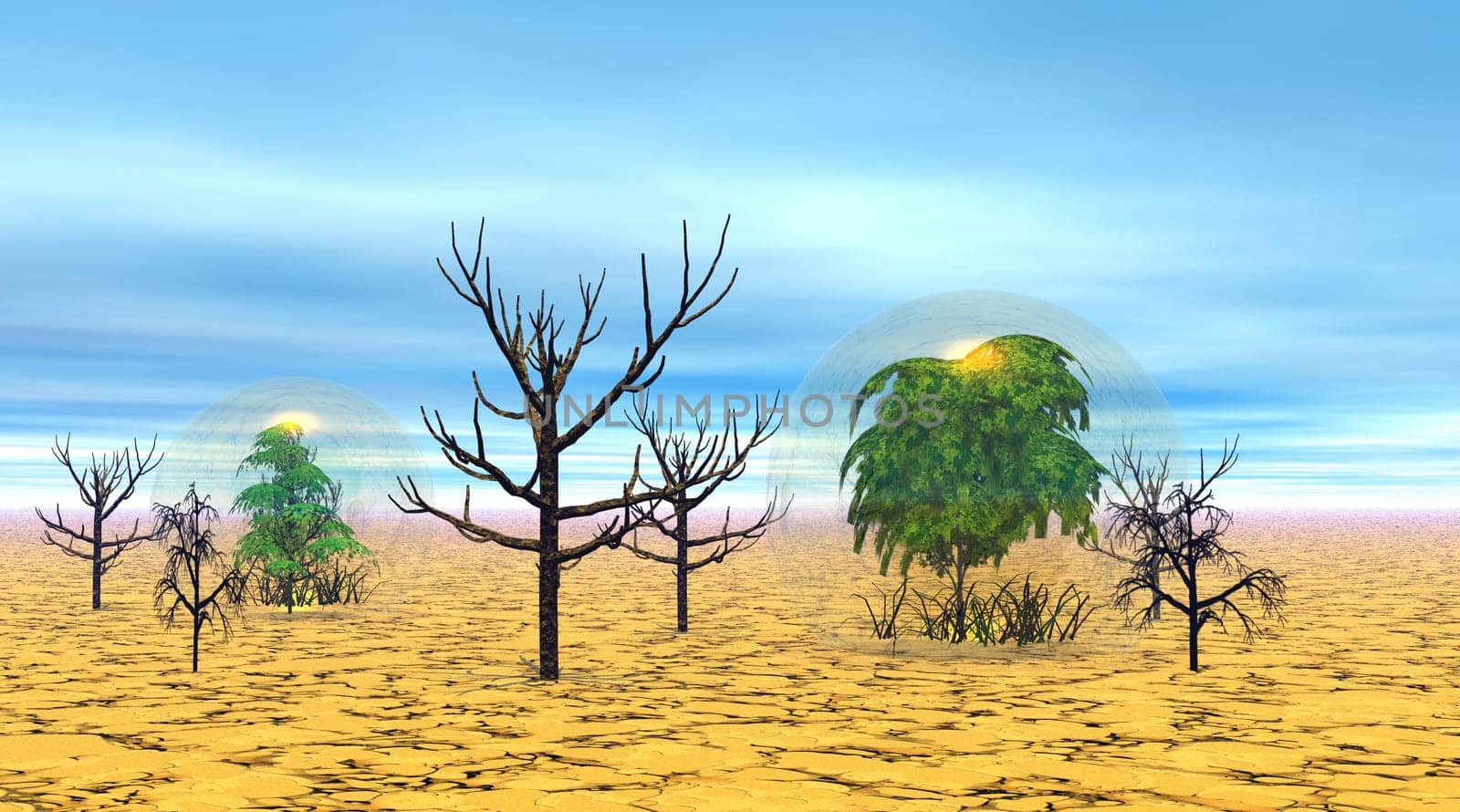 Dead and alive trees in the desert