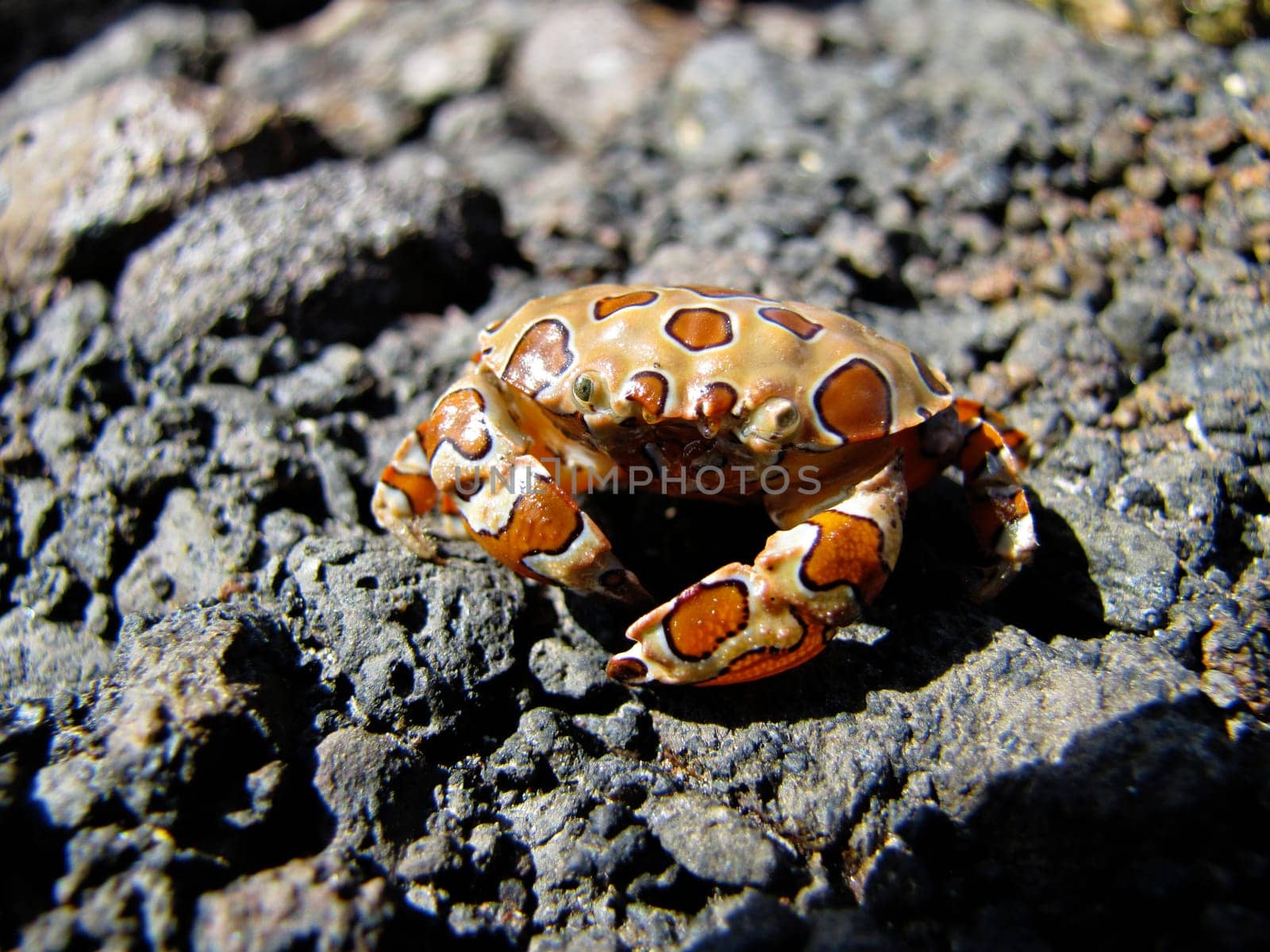 Tabby Crab