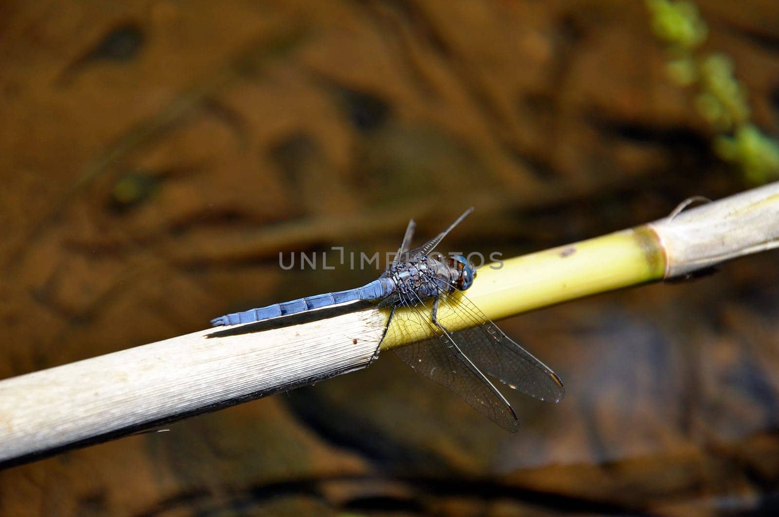 King Dragonfly
